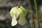 Yellow trumpets